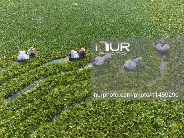 Villagers are picking ripe water chestnuts on a barrel in Xinshe village, Duntou Town, Haian city, East China's Jiangsu province, on August...