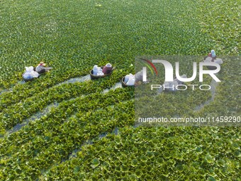 Villagers are picking ripe water chestnuts on a barrel in Xinshe village, Duntou Town, Haian city, East China's Jiangsu province, on August...