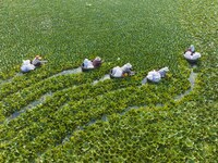 Villagers are picking ripe water chestnuts on a barrel in Xinshe village, Duntou Town, Haian city, East China's Jiangsu province, on August...