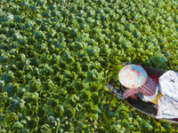 Villagers are picking ripe water chestnuts on a barrel in Xinshe village, Duntou Town, Haian city, East China's Jiangsu province, on August...