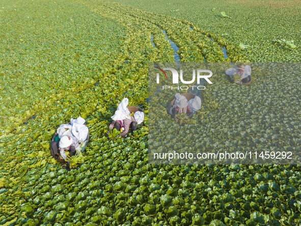 Villagers are picking ripe water chestnuts on a barrel in Xinshe village, Duntou Town, Haian city, East China's Jiangsu province, on August...