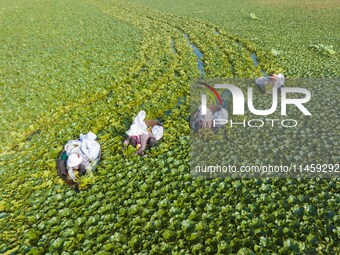 Villagers are picking ripe water chestnuts on a barrel in Xinshe village, Duntou Town, Haian city, East China's Jiangsu province, on August...