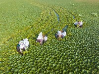 Villagers are picking ripe water chestnuts on a barrel in Xinshe village, Duntou Town, Haian city, East China's Jiangsu province, on August...