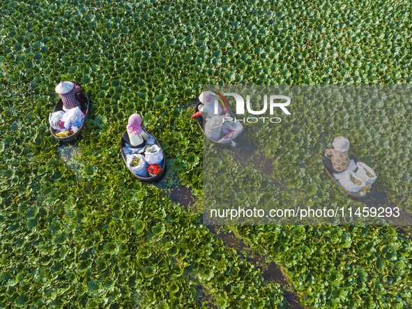 Villagers are picking ripe water chestnuts on a barrel in Xinshe village, Duntou Town, Haian city, East China's Jiangsu province, on August...