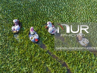 Villagers are picking ripe water chestnuts on a barrel in Xinshe village, Duntou Town, Haian city, East China's Jiangsu province, on August...