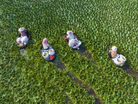 Villagers are picking ripe water chestnuts on a barrel in Xinshe village, Duntou Town, Haian city, East China's Jiangsu province, on August...