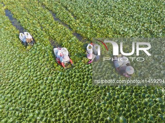 Villagers are picking ripe water chestnuts on a barrel in Xinshe village, Duntou Town, Haian city, East China's Jiangsu province, on August...