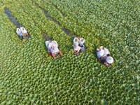 Villagers are picking ripe water chestnuts on a barrel in Xinshe village, Duntou Town, Haian city, East China's Jiangsu province, on August...