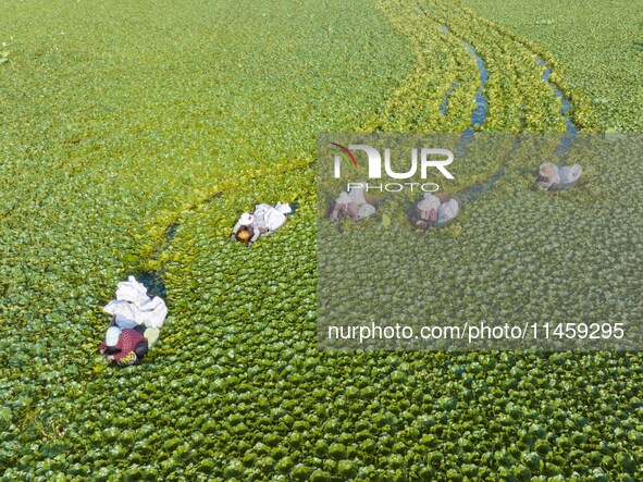 Villagers are picking ripe water chestnuts on a barrel in Xinshe village, Duntou Town, Haian city, East China's Jiangsu province, on August...