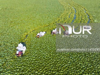 Villagers are picking ripe water chestnuts on a barrel in Xinshe village, Duntou Town, Haian city, East China's Jiangsu province, on August...