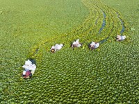 Villagers are picking ripe water chestnuts on a barrel in Xinshe village, Duntou Town, Haian city, East China's Jiangsu province, on August...