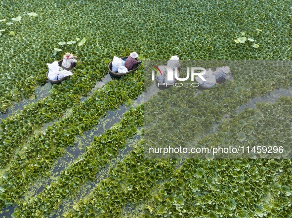 Villagers are picking ripe water chestnuts on a barrel in Xinshe village, Duntou Town, Haian city, East China's Jiangsu province, on August...