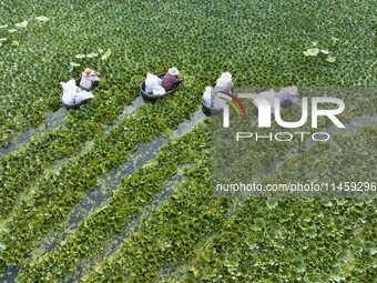 Villagers are picking ripe water chestnuts on a barrel in Xinshe village, Duntou Town, Haian city, East China's Jiangsu province, on August...