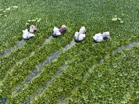 Villagers are picking ripe water chestnuts on a barrel in Xinshe village, Duntou Town, Haian city, East China's Jiangsu province, on August...