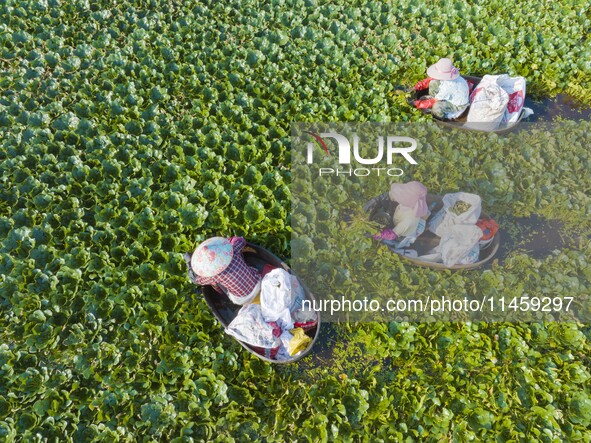 Villagers are picking ripe water chestnuts on a barrel in Xinshe village, Duntou Town, Haian city, East China's Jiangsu province, on August...