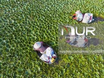 Villagers are picking ripe water chestnuts on a barrel in Xinshe village, Duntou Town, Haian city, East China's Jiangsu province, on August...