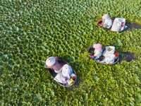 Villagers are picking ripe water chestnuts on a barrel in Xinshe village, Duntou Town, Haian city, East China's Jiangsu province, on August...