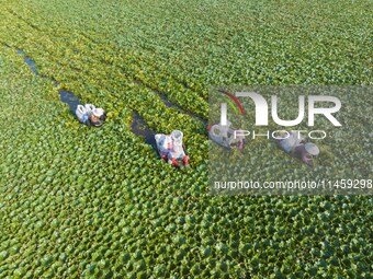 Villagers are picking ripe water chestnuts on a barrel in Xinshe village, Duntou Town, Haian city, East China's Jiangsu province, on August...