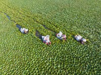 Villagers are picking ripe water chestnuts on a barrel in Xinshe village, Duntou Town, Haian city, East China's Jiangsu province, on August...