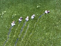 Villagers are picking ripe water chestnuts on a barrel in Xinshe village, Duntou Town, Haian city, East China's Jiangsu province, on August...