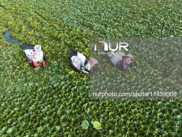 Villagers are picking ripe water chestnuts on a barrel in Xinshe village, Duntou Town, Haian city, East China's Jiangsu province, on August...