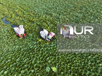 Villagers are picking ripe water chestnuts on a barrel in Xinshe village, Duntou Town, Haian city, East China's Jiangsu province, on August...