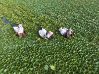 Villagers are picking ripe water chestnuts on a barrel in Xinshe village, Duntou Town, Haian city, East China's Jiangsu province, on August...