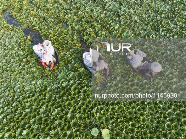 Villagers are picking ripe water chestnuts on a barrel in Xinshe village, Duntou Town, Haian city, East China's Jiangsu province, on August...