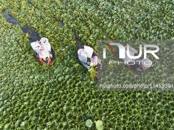 Villagers are picking ripe water chestnuts on a barrel in Xinshe village, Duntou Town, Haian city, East China's Jiangsu province, on August...