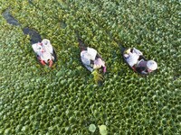 Villagers are picking ripe water chestnuts on a barrel in Xinshe village, Duntou Town, Haian city, East China's Jiangsu province, on August...