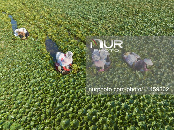 Villagers are picking ripe water chestnuts on a barrel in Xinshe village, Duntou Town, Haian city, East China's Jiangsu province, on August...