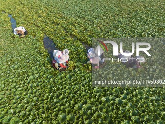 Villagers are picking ripe water chestnuts on a barrel in Xinshe village, Duntou Town, Haian city, East China's Jiangsu province, on August...