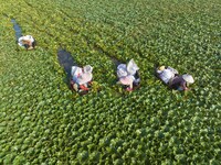 Villagers are picking ripe water chestnuts on a barrel in Xinshe village, Duntou Town, Haian city, East China's Jiangsu province, on August...