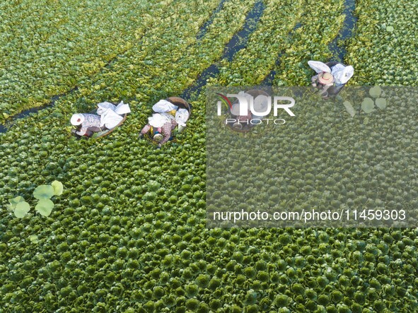 Villagers are picking ripe water chestnuts on a barrel in Xinshe village, Duntou Town, Haian city, East China's Jiangsu province, on August...