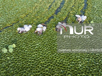 Villagers are picking ripe water chestnuts on a barrel in Xinshe village, Duntou Town, Haian city, East China's Jiangsu province, on August...