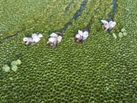 Villagers are picking ripe water chestnuts on a barrel in Xinshe village, Duntou Town, Haian city, East China's Jiangsu province, on August...