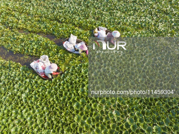 Villagers are picking ripe water chestnuts on a barrel in Xinshe village, Duntou Town, Haian city, East China's Jiangsu province, on August...