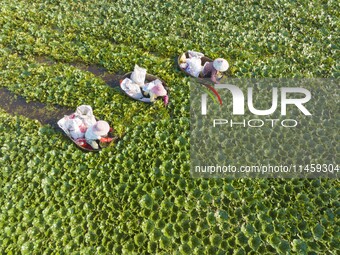 Villagers are picking ripe water chestnuts on a barrel in Xinshe village, Duntou Town, Haian city, East China's Jiangsu province, on August...