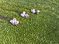 Villagers are picking ripe water chestnuts on a barrel in Xinshe village, Duntou Town, Haian city, East China's Jiangsu province, on August...