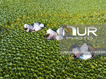 Villagers are picking ripe water chestnuts on a barrel in Xinshe village, Duntou Town, Haian city, East China's Jiangsu province, on August...