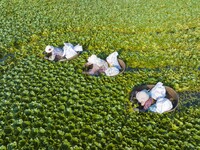 Villagers are picking ripe water chestnuts on a barrel in Xinshe village, Duntou Town, Haian city, East China's Jiangsu province, on August...