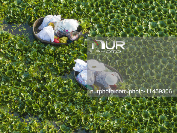 Villagers are picking ripe water chestnuts on a barrel in Xinshe village, Duntou Town, Haian city, East China's Jiangsu province, on August...