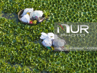 Villagers are picking ripe water chestnuts on a barrel in Xinshe village, Duntou Town, Haian city, East China's Jiangsu province, on August...