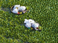 Villagers are picking ripe water chestnuts on a barrel in Xinshe village, Duntou Town, Haian city, East China's Jiangsu province, on August...