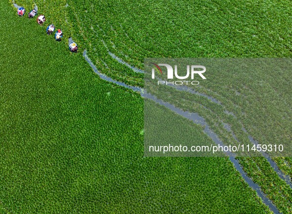 Villagers are rowing buckets to harvest water chestnut in Chahe town, Hongze district, Huai'an city, East China's Jiangsu province, in Huai'...