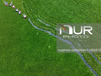 Villagers are rowing buckets to harvest water chestnut in Chahe town, Hongze district, Huai'an city, East China's Jiangsu province, in Huai'...