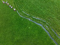 Villagers are rowing buckets to harvest water chestnut in Chahe town, Hongze district, Huai'an city, East China's Jiangsu province, in Huai'...