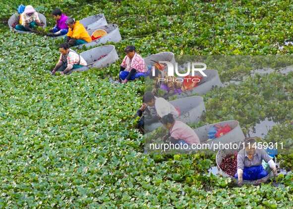 Villagers are rowing buckets to harvest water chestnut in Chahe town, Hongze district, Huai'an city, East China's Jiangsu province, in Huai'...