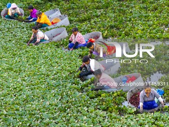 Villagers are rowing buckets to harvest water chestnut in Chahe town, Hongze district, Huai'an city, East China's Jiangsu province, in Huai'...