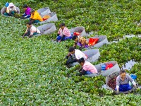 Villagers are rowing buckets to harvest water chestnut in Chahe town, Hongze district, Huai'an city, East China's Jiangsu province, in Huai'...